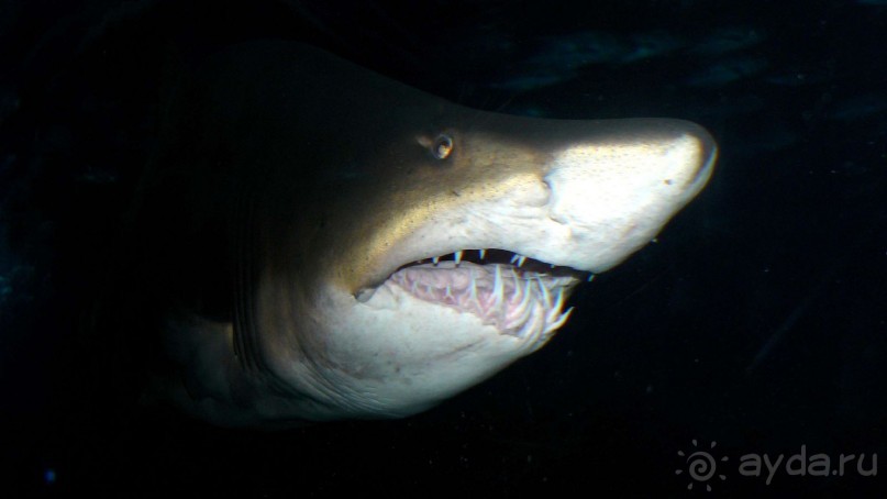 Бангкок . Океанариум 