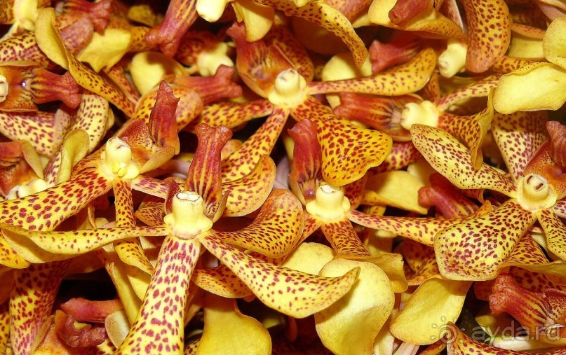 Бангкок . Рынок цветов