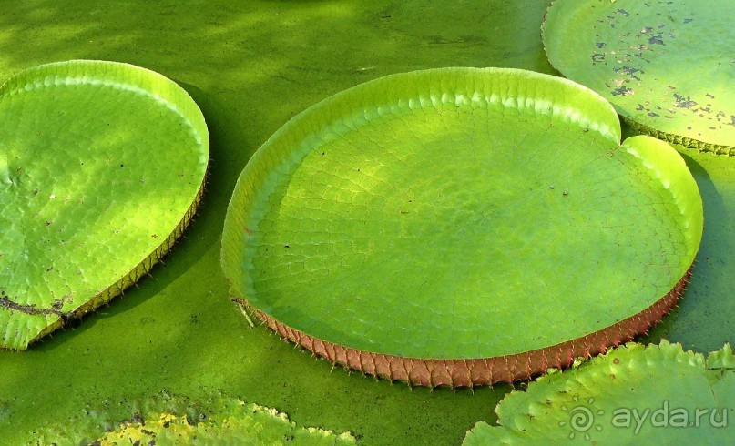 Бангкок. Старый город