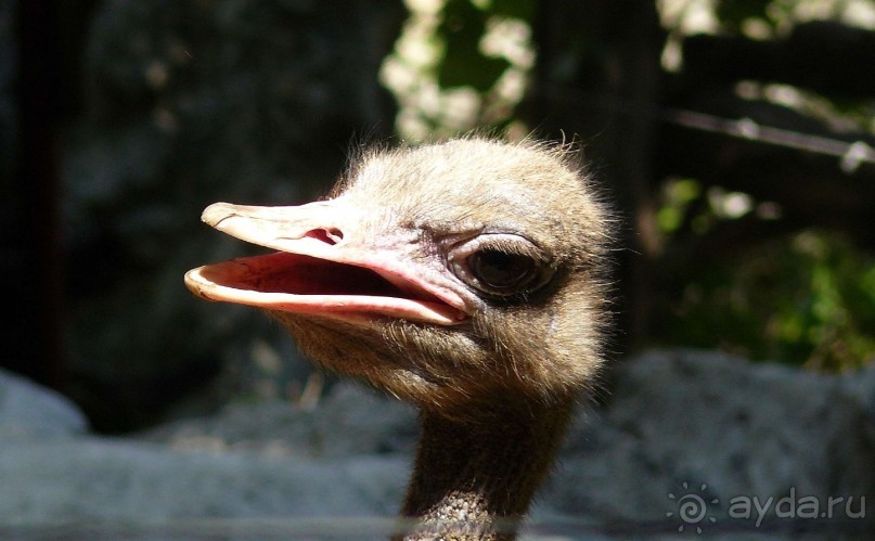 Зоопарк Дусит