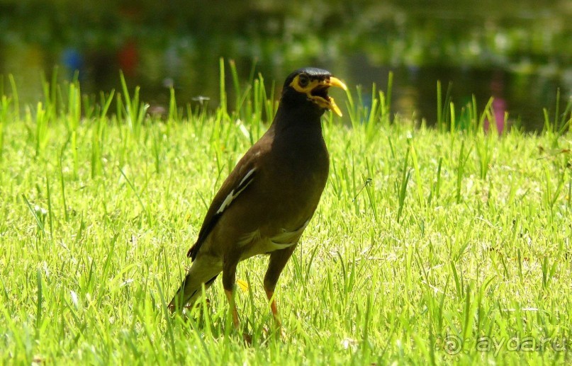 Бангкок. Старый город