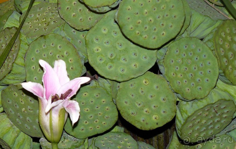 Бангкок . Рынок цветов