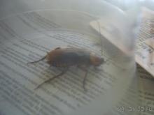 Никогда не отдыхайте в Аристее