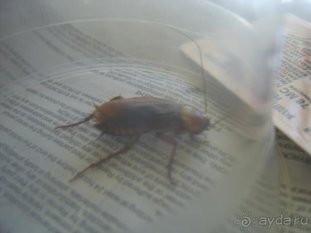 Никогда не отдыхайте в Аристее