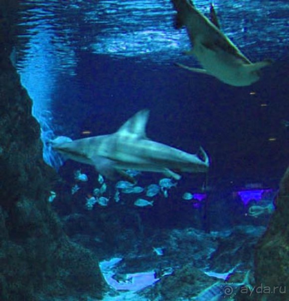 Волшебный дворец диснеевского Алладина.)))