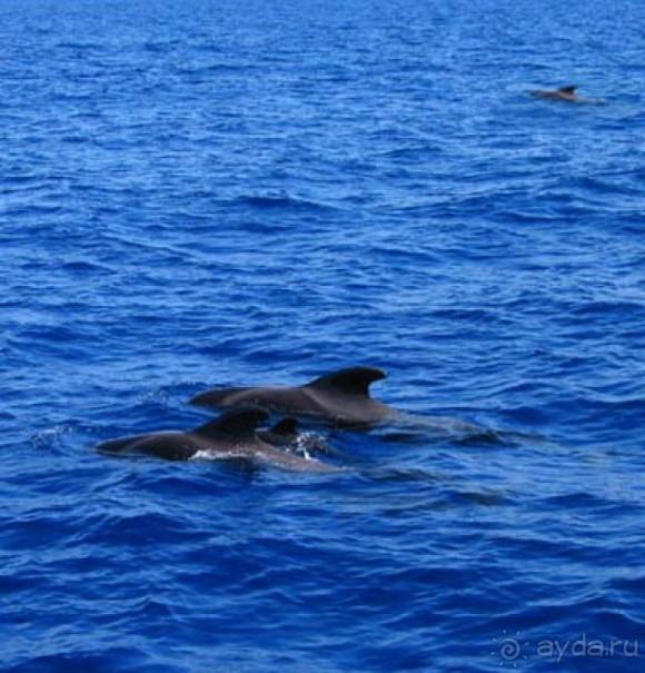 Волшебный дворец диснеевского Алладина.)))