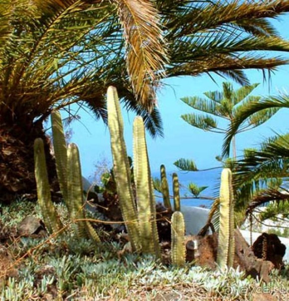 Волшебный дворец диснеевского Алладина.)))