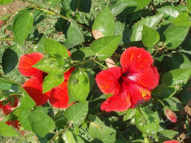 фото Justiniano Club Alanya