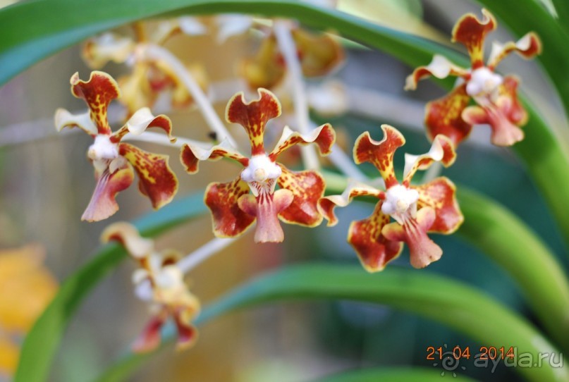 батанический сад Сороа