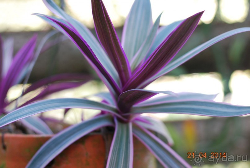 батанический сад Сороа