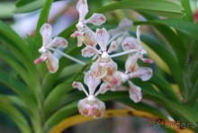 батанический сад Сороа