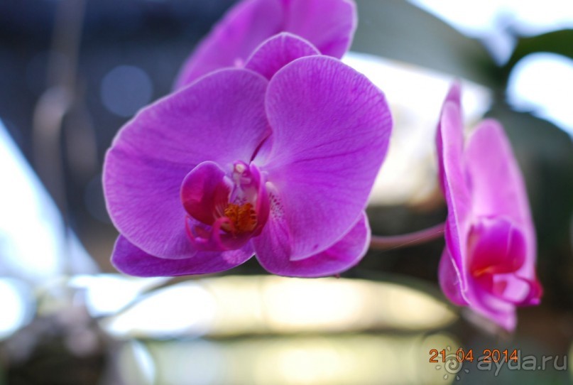 батанический сад Сороа