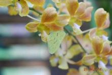 батанический сад Сороа