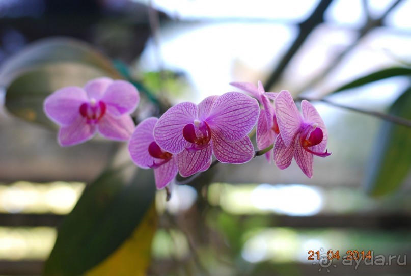 батанический сад Сороа