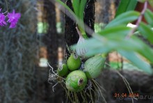 батанический сад Сороа