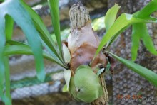 батанический сад Сороа