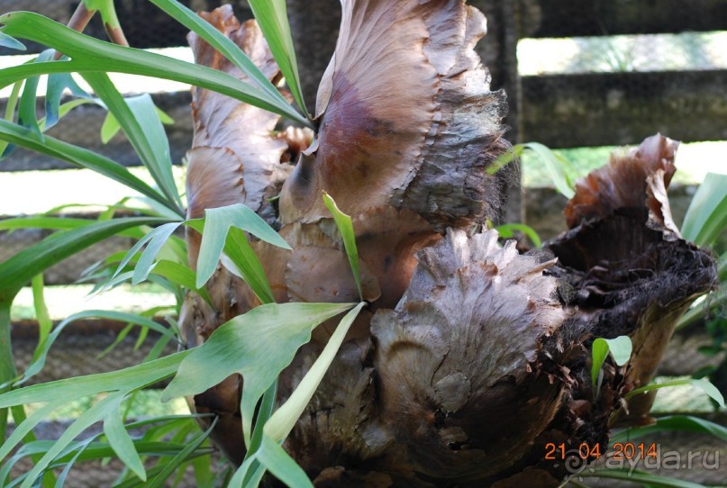 батанический сад Сороа