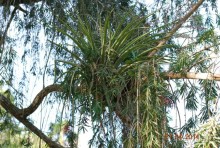 батанический сад Сороа