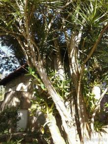 батанический сад Сороа