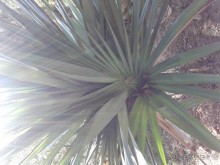 батанический сад Сороа