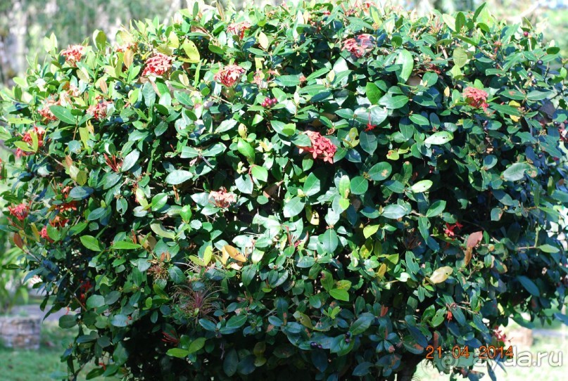 батанический сад Сороа