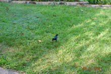 батанический сад Сороа