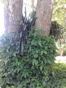 батанический сад Сороа