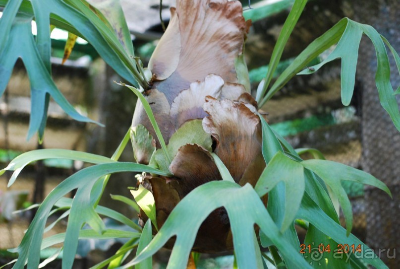 батанический сад Сороа