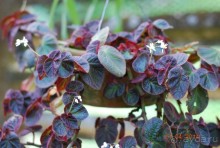 батанический сад Сороа