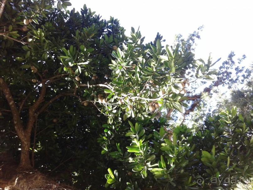 батанический сад Сороа