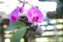 батанический сад Сороа