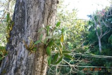 батанический сад Сороа