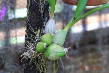 батанический сад Сороа