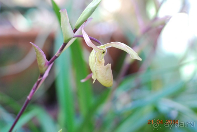 батанический сад Сороа