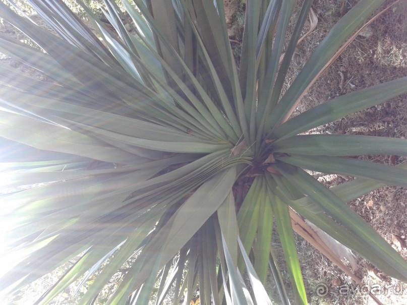 батанический сад Сороа