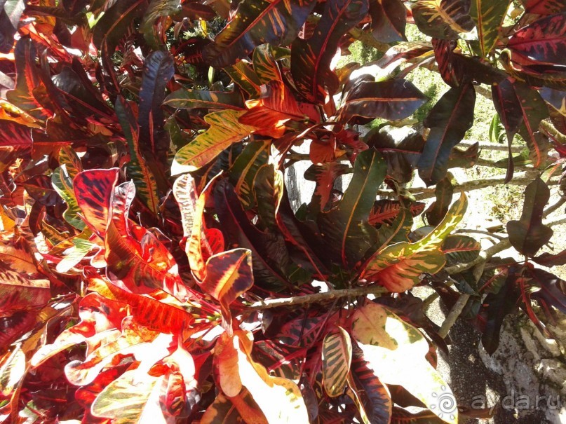 батанический сад Сороа