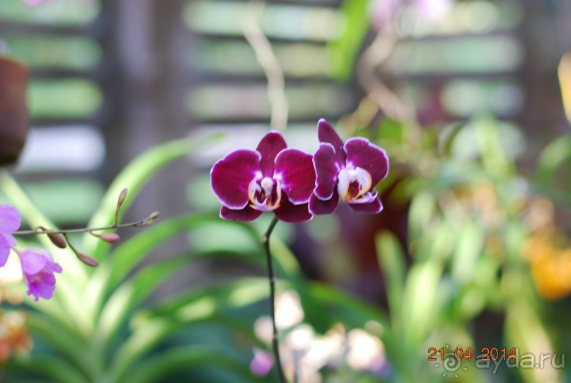 батанический сад Сороа