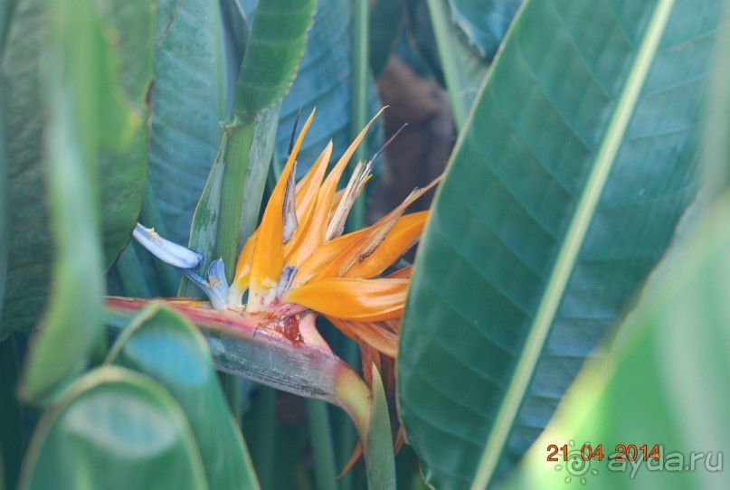 батанический сад Сороа