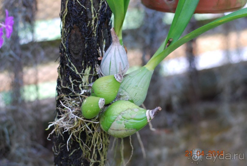 батанический сад Сороа