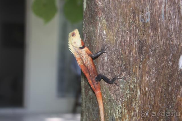 фото Holiday Island Resort