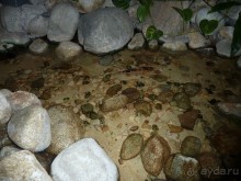 Ручей в холле отеля