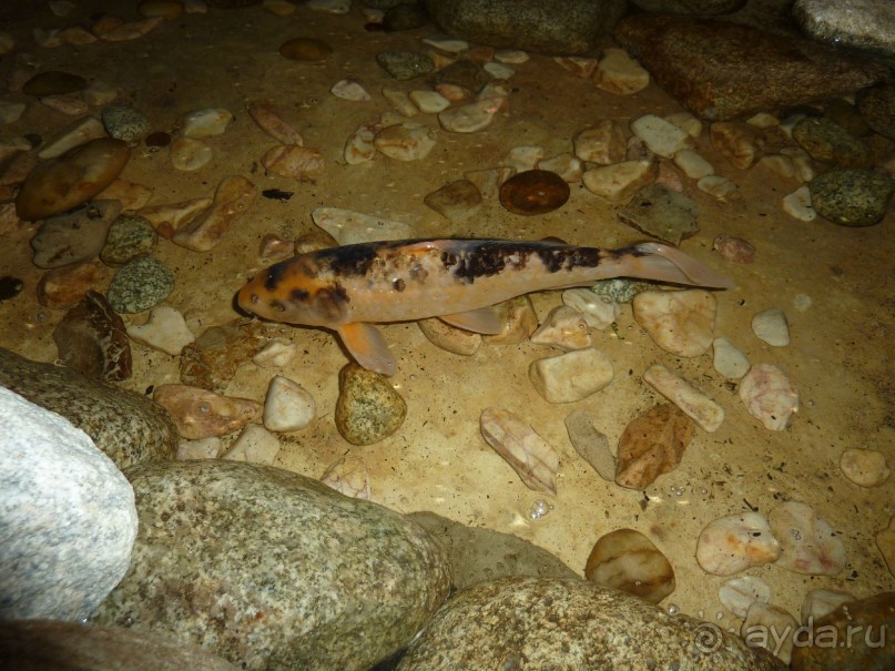 Ручей в холле отеля с рыбами!!!