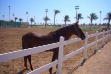 фото Concorde El Salam 