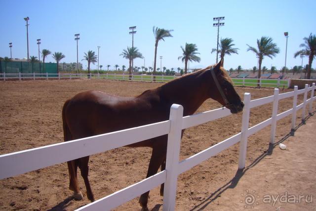 фото Concorde El Salam 