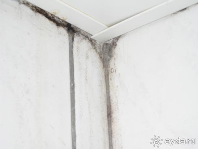 плесень в ванной