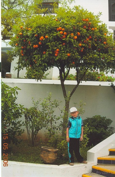 фото Al Moggar Garden Beach Club