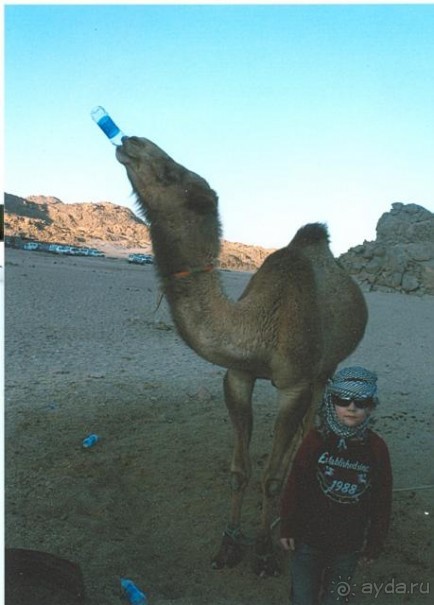 фото Sunrise Diamond Beach Resort 