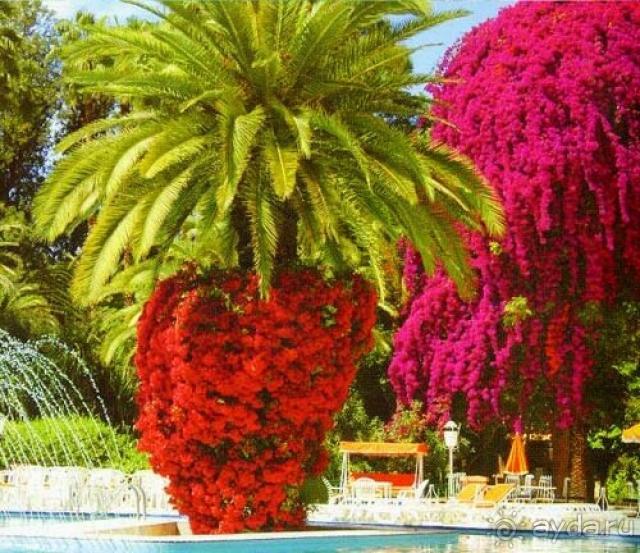 Caribbean Village Allegro