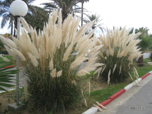 фото Caribbean World Borj Sedria