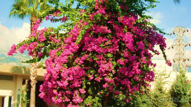 фото Maximillian